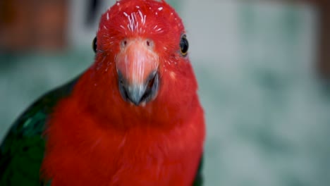 male australian king parrot curiously looking around its environment