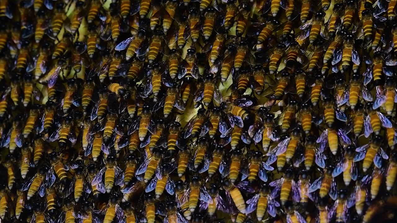 se sabe que las abejas melíferas gigantes construyen grandes colonias de nidos con bolsillos simétricos hechos de cera para almacenar miel como fuente de alimento.