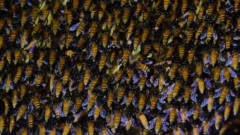 Se-Sabe-Que-Las-Abejas-Melíferas-Gigantes-Construyen-Grandes-Colonias-De-Nidos-Con-Bolsillos-Simétricos-Hechos-De-Cera-Para-Almacenar-Miel-Como-Fuente-De-Alimento.