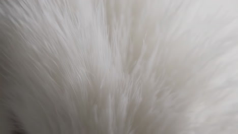 close-up of soft white fur texture