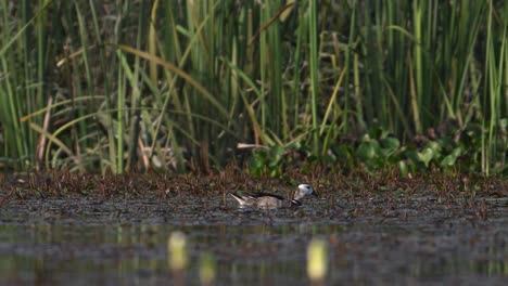 Cotton-Pygmy-Goose,-Nettapus-coromandelianus-in-wetland