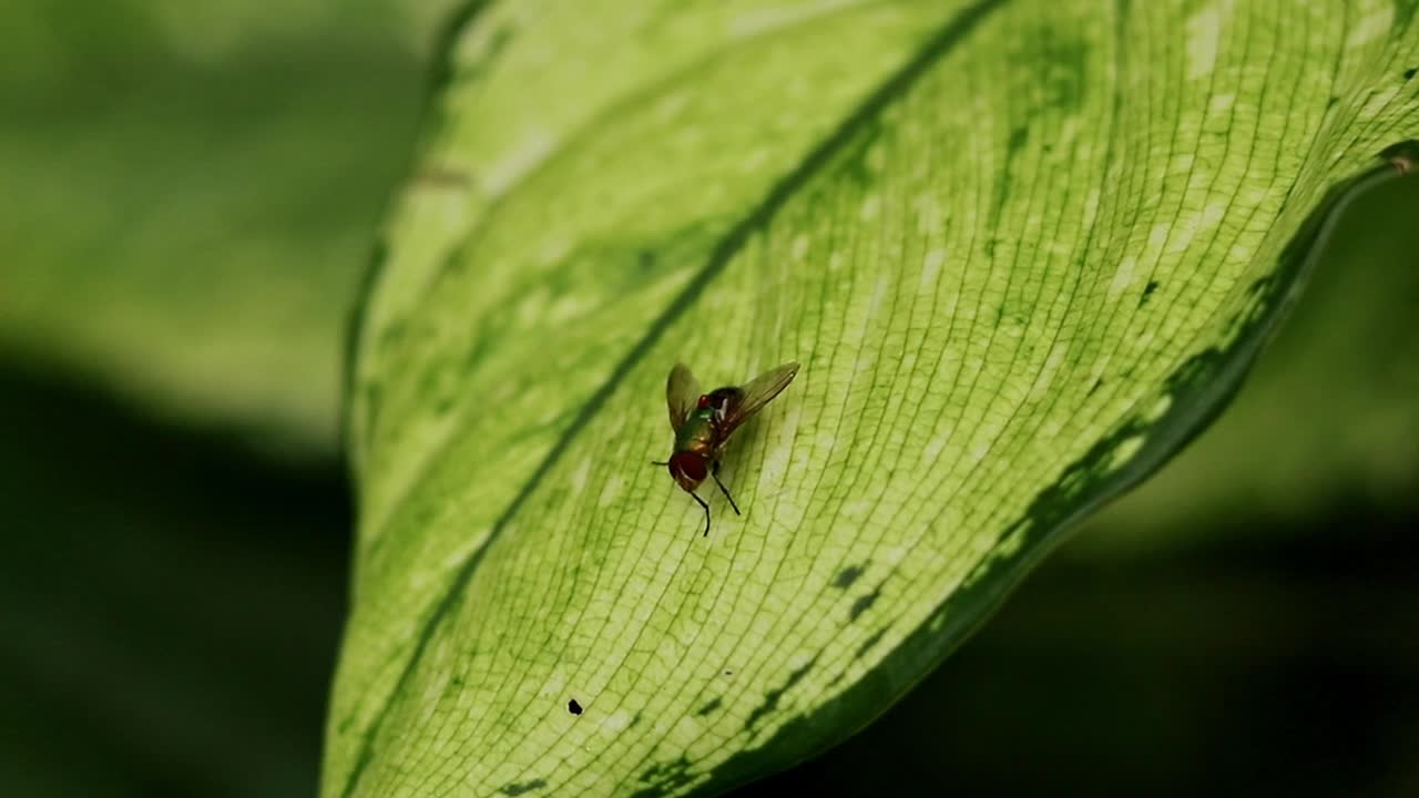 Calliphoridae known as blow or bottle fly resting on a bright yellow green colored leaf swaying in the breeze shot in dark low light