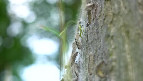 4K-eikenprocessierups-op-boom,-thaumetopoeinae,-overlast,-nest,-eik,-caterpillar,-closeup,-alleen