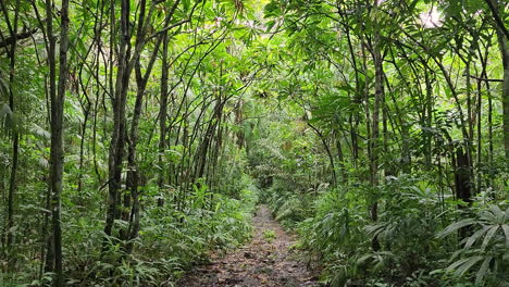 pov caminando por el camino vacío de la selva tropical