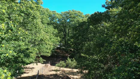 reverse-flight-with-a-drone-in-a-chestnut-farm-ascending-and-discovering-the-mother-forest-of-chestnut-trees-and-with-a-background-of-mountain-peaks-with-a-blue-sky-on-a-summer-day-in-Avila-Spain