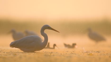 great egret in misty morning