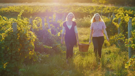 two young women carry a basket of grapes go between the rows of vineyards at sunset harvesting and o