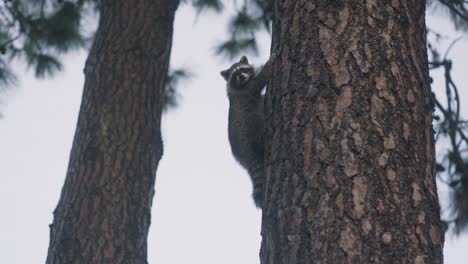 adolescent raccoon hanging onto a tree