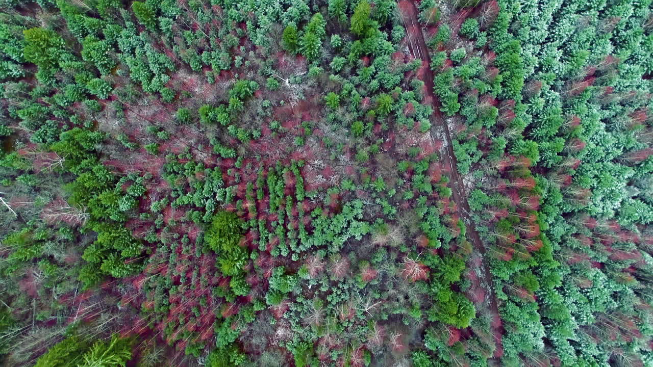 vista aérea de árboles con follaje rojo y verde en el bosque