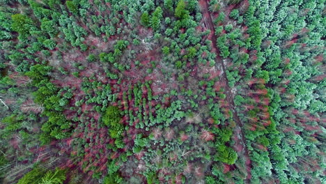 overhead view of trees with red and green foliage in the forest