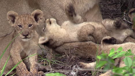 lion cubs playful interaction with mother lioness, south africa