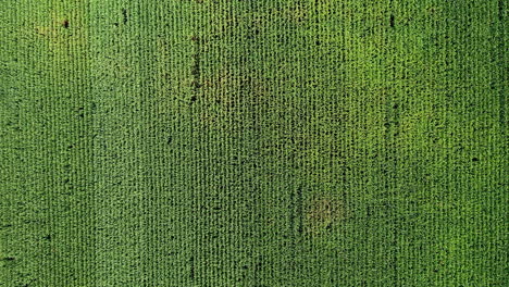 beautiful green symmetric farm field. aerial drone clip