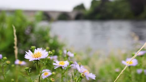 purple daisies blooming near a scenic river