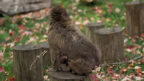 scimmie dalla faccia rossa nello zoo - madre scimmia che allatta al seno il suo simpatico bambino giocoso mentre è seduto su un tronco d'albero tagliato - colpo di primo piano