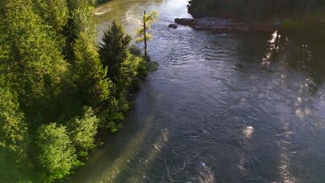 Aerial-stationary-shot-of-flowing-Snoqualmie-River-in-Evergreen-forest-during-golden-hour-in-Washington-State