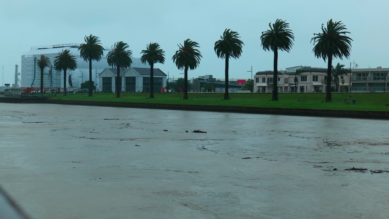 imágenes dramáticas de árboles balanceándose y resistiendo los poderosos vientos de un ciclón, capturando las implacables fuerzas de la naturaleza en movimiento