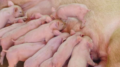 Close-up-of-piglets-being-suckling-milk-from-their-mother-on-a-farm-4K