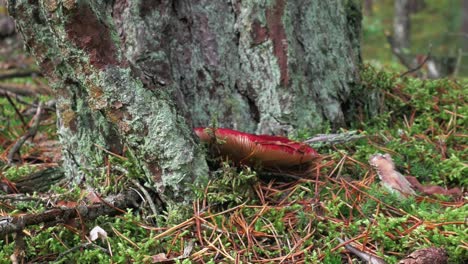 mushroom on forest floor