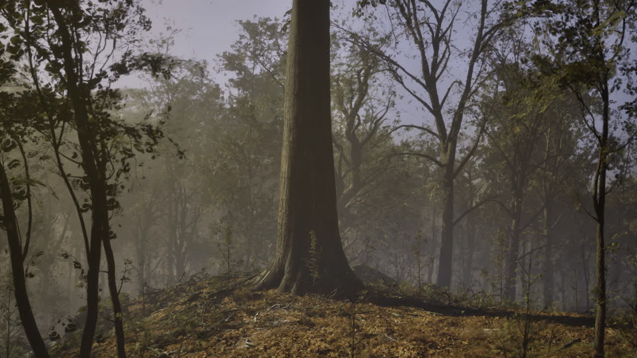 Majestic tree stands tall in serene forest during early morning light