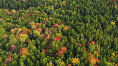 Toma-Aérea-De-Drones-Volando-En-Diagonal-Sobre-La-Parte-Superior-De-Los-Coloridos-árboles-De-Otoño-En-El-Bosque-Cuando-Termina-El-Verano-Y-La-Temporada-Cambia-Para-Caer-En-Maine