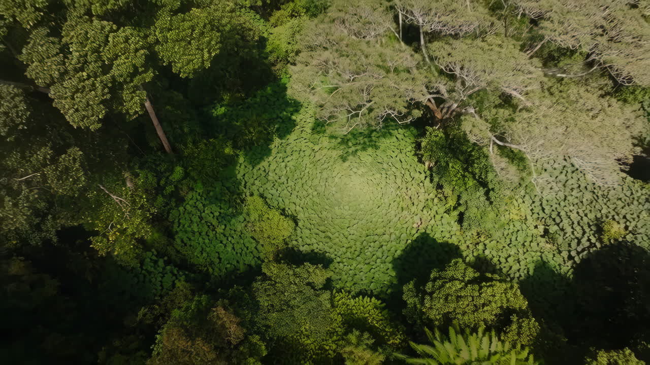 vista aérea de un bosque verde y exuberante
