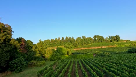 lush vineyard landscape under a clear blue sky