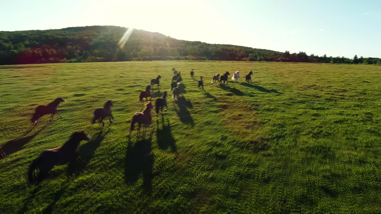 Un branco di cavalli da rodeo corre in un ampio campo della fattoria durante un caldo tramonto