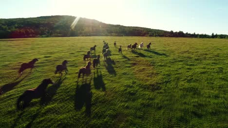 herd of rodeo horses run in a big farm field during a warm sunset