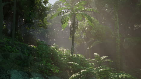 a lush, green rainforest with sunlight shining through the trees