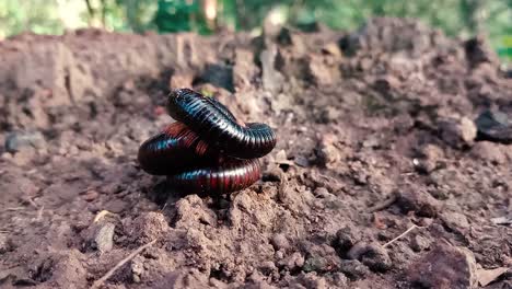 millipede over another curled up. close up, static