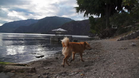 Finnish-Spitz-dog-running-on-beach-an-sniffing-around,-slow-motion