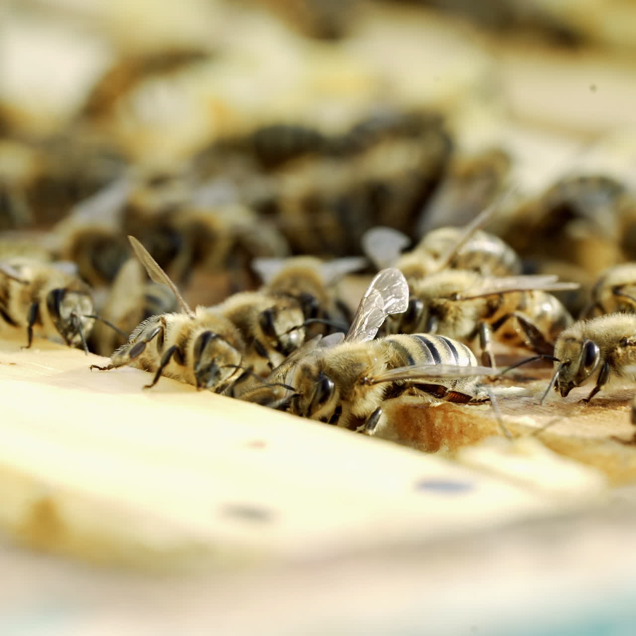 Honey insects crawling on the top of the frames in a beehive on a warm sunny day. Busy bees swarming together on surface in summer. Apiculture close-up