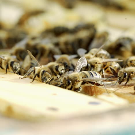 honey insects crawling on the top of the frames in a beehive on a warm sunny day. busy bees swarming together on surface in summer. apiculture close-up