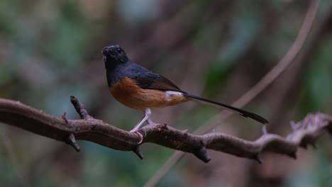 camera zooms out while facing to the left and looking around as the camera zooms out, white-rumped shama copsychus malabaricus, thailand