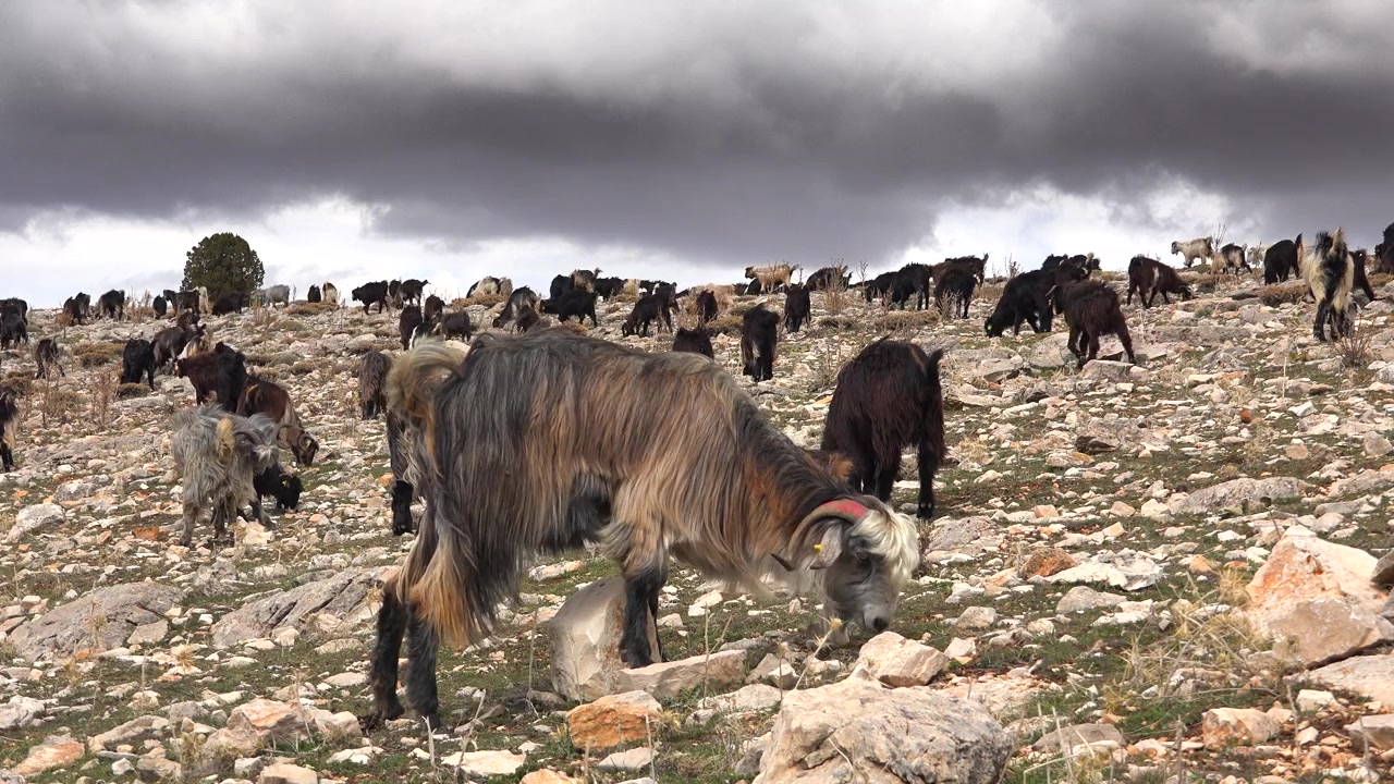 Bulutlu Gökyüzü Altında Kayalık Yamaçta Otlayan Keçi Sürüsü.
