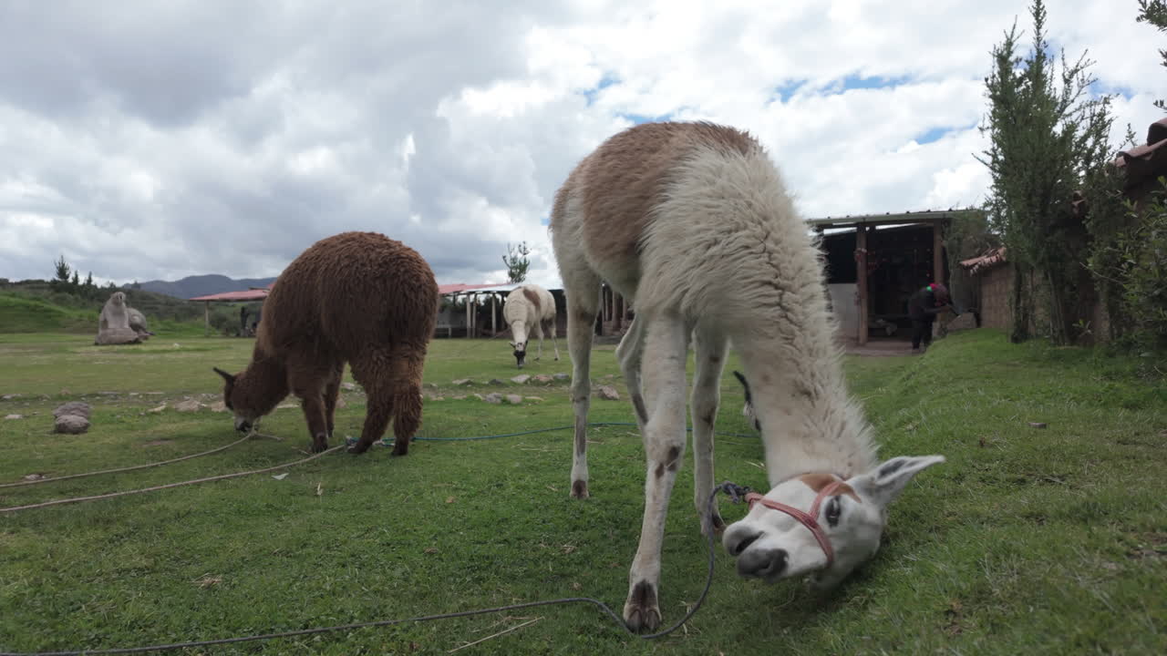 Slow motion video of llamas and alpacas grazing peacefully on a pasture in Cusco Peru