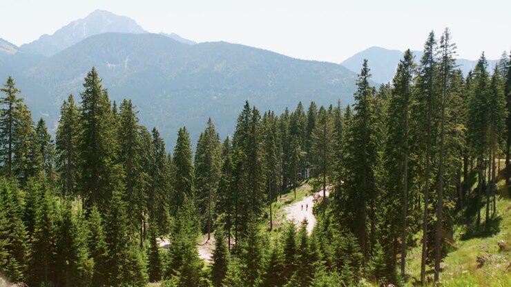 Mountain Forest Path with People