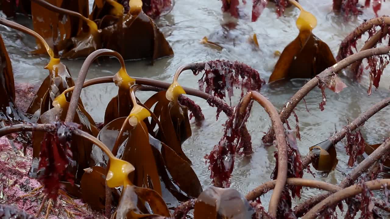 썰물에 다시마의 근접 촬영