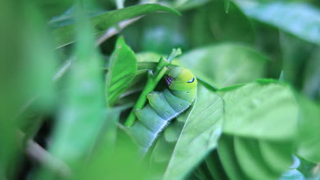 Polilla-Halcón-De-Adelfa-Camuflada-En-Una-Hoja-En-El-Jardín