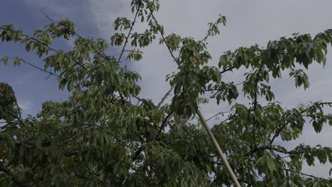 Cerezas-Maduras-Recogidas-De-Las-Ramas-Más-Altas-De-Un-Cerezo.