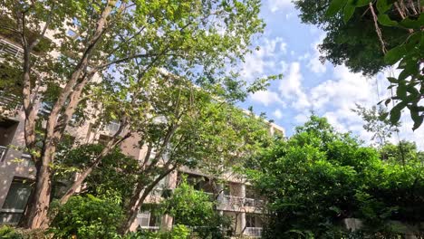 Green foliage against a backdrop of apartment building and sky