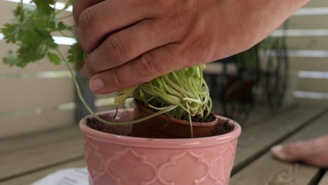 Man-planting-herb-in-pot,-gardening-on-balcony-terrace-close-up