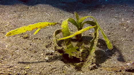 Zwei-Robuste-Geisterpfeifenfische-Neben-Farblich-Passendem-Seegras,-Das-Auf-Sandigem-Meeresboden-Wächst