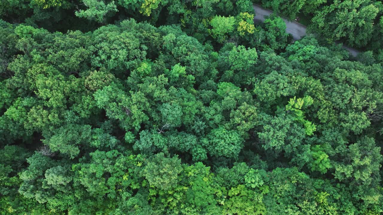 Top Down view of the Mont Royal Parc.