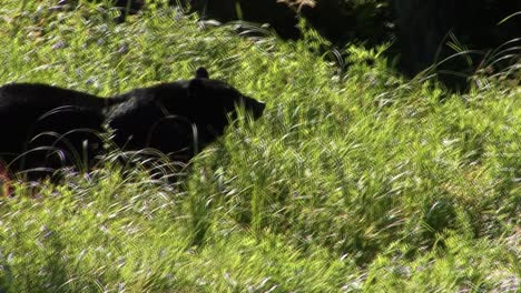 black bear walking in tall grass, close to a bridge. ketchikan, alaska