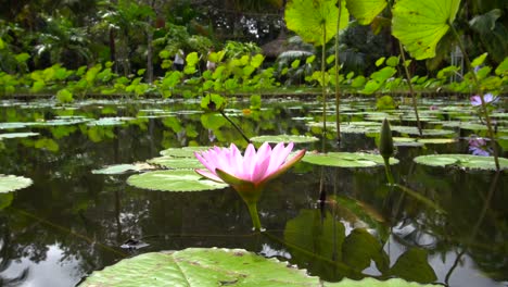 lotus flower and lilies