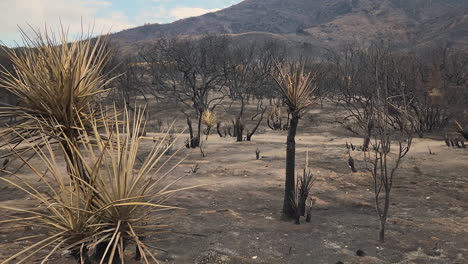 charred burnt trees and landscape at hemet in riverside county