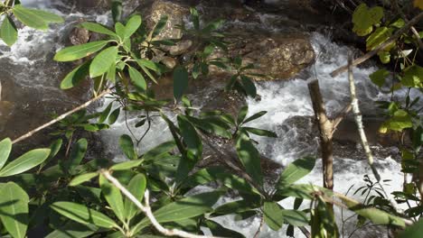 Mountain-stream-in-focus-flows-past-plants-along-riverbank,-4k,-60fps