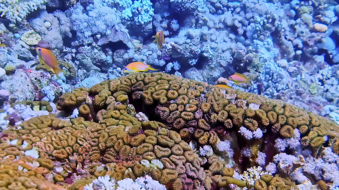 Barriera corallina di acque profonde con piccoli pesci, vista POV di immersione.