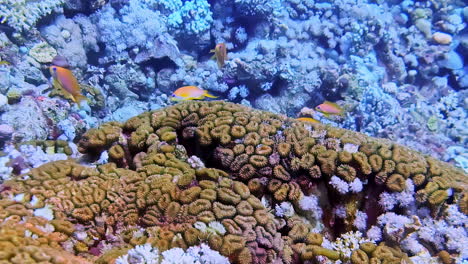 deep sea coral reef with tiny fishes, diving pov view